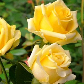 roses-mohana