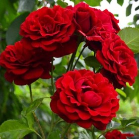roses-naheilgut