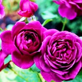 roses-new-age