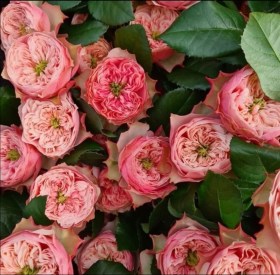 roses-northanger-abbey