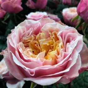 roses-notting-hill