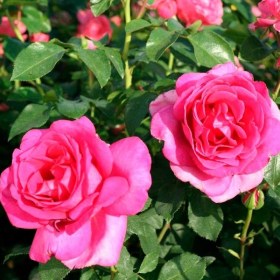 roses-parole