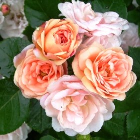 roses-persikovaya2