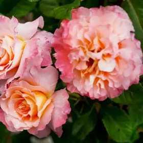 roses-princess-luise