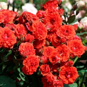roses-red-babyflor
