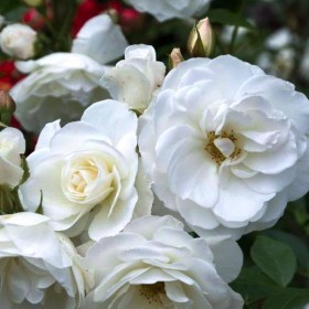 roses-schneewittchen
