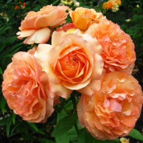 roses-sourire-havre