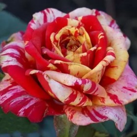 roses-tocade