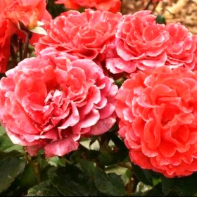 roses-victoriana