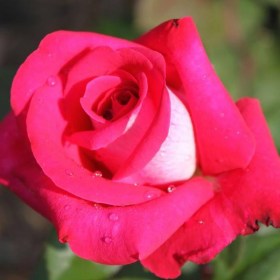 roses_akapella