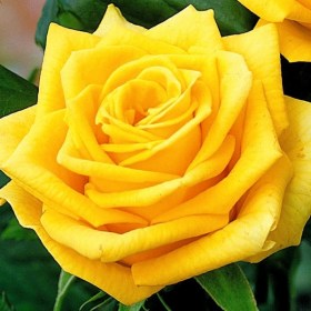 roses_hammer