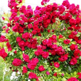 roses_krasnaya_krupnocvetkovaya