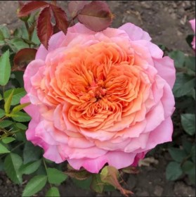 roses_miyabi