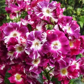 roses_perpl_splash