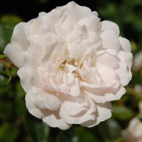 roza-alba