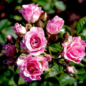 roza-pink-flash2
