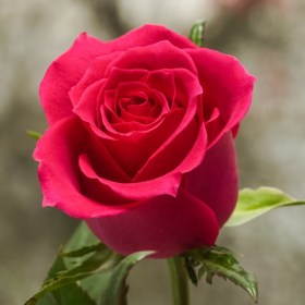 roza_alaya