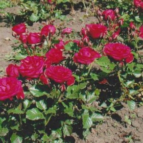 roza_bordovaya1
