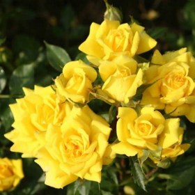 roza_bordyur_yellow_mutaciya