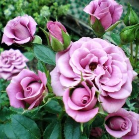 roza_bordyurnaya_nezhno_syringa