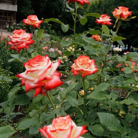 roza_chajno_gibridnaya_imperatrica_fara_1