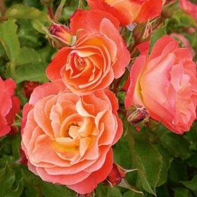 roza_coral_rif