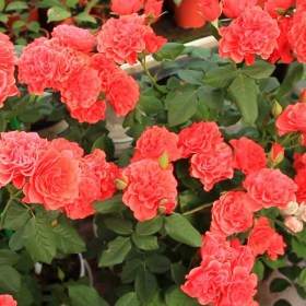 roza_eclat_de_corail