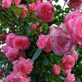 roza_handel