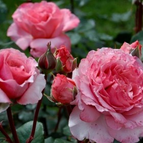 roza_laurent_cabrol2