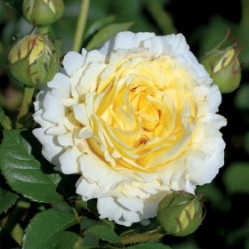 roza_pletistaya_sirano_de_berzherak