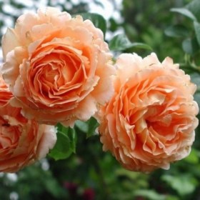 roza_polka
