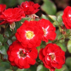 roza_red_mini1