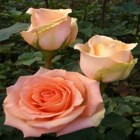 roza_versiliya_sht