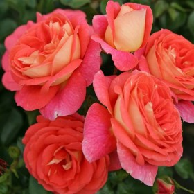 roze_zommerzone1