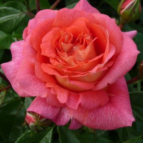 roze_zommerzone