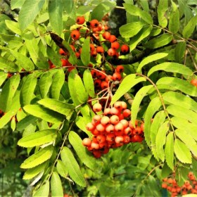 ryabina_asplenifolia