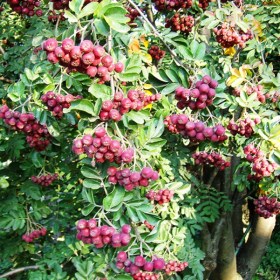 ryabina_granatnaya14