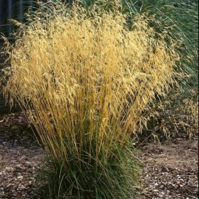 schuchka-goldtau