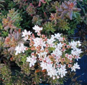 sedum-album-murale21