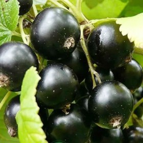 smorodina-orloviya