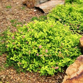 spireya_golden_carpet