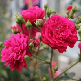 starlet-rose-lola