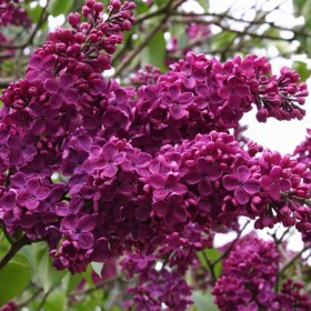 suringa_pamyaty_ludviga_shpeta