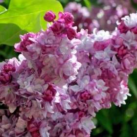 syringa-pavlinka