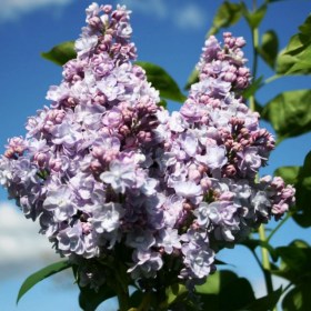 syringa_mishel_byuhner65