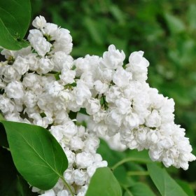 syringa_pamyat_kolesnikov