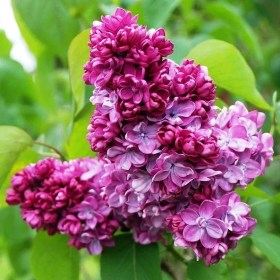 syringa_pol_ario