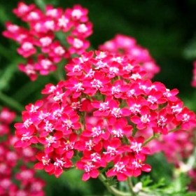tysyachelistnik-cerise-queen