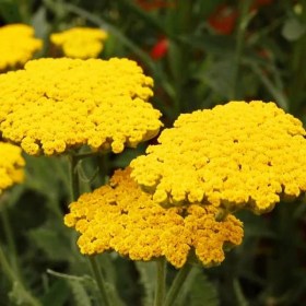 tysyachelistnik-clodt-of-gold