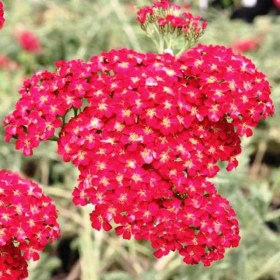 tysyachelistnik-red-velvet